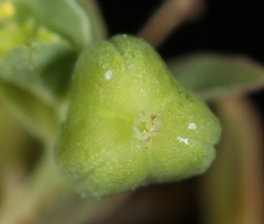 Euphorbia peplidion