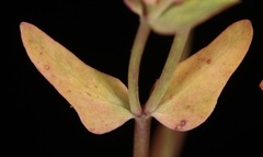 Euphorbia peplidion
