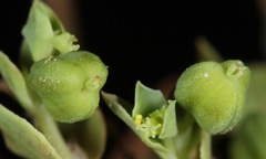 Euphorbia peplidion