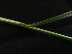 Cyperus cephalanthus