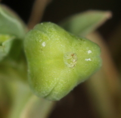 Euphorbia peplidion