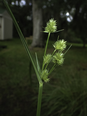 Cyperus cephalanthus