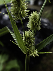 Cyperus cephalanthus