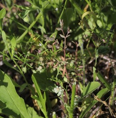 Euphorbia peplidion