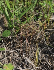 Euphorbia peplidion