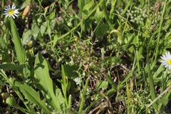 Euphorbia peplidion