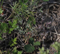 Euphorbia peplidion