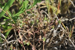 Euphorbia peplidion