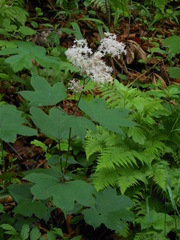 Filipendula glaberrima