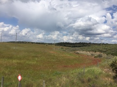 Rumex bucephalophorus