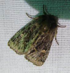 Phosphila turbulenta