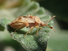 Pycnocoris ursinus