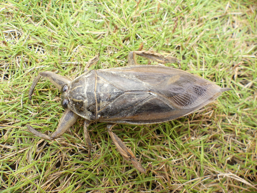Indo-East Mediterranean Giant Water Bug