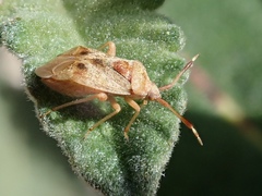 Pycnocoris ursinus