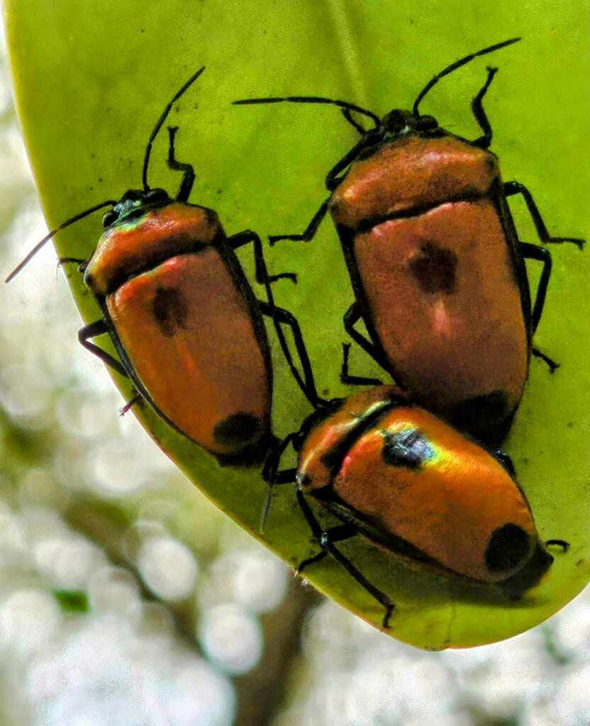 Winged and Once-winged Insects from Nelly Bay QLD 4819, Australia on ...