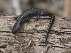 Ambystoma macrodactylum macrodactylum
