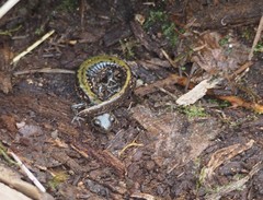 Ambystoma macrodactylum macrodactylum