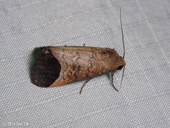 Bocula divergens