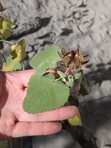 Image of Hibiscus martianus by no rights reserved