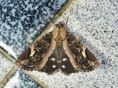 Ercheia pulchrivenula