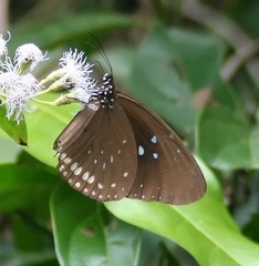 Euploea sylvester harrisii