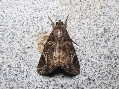 Ercheia pulchrivenula