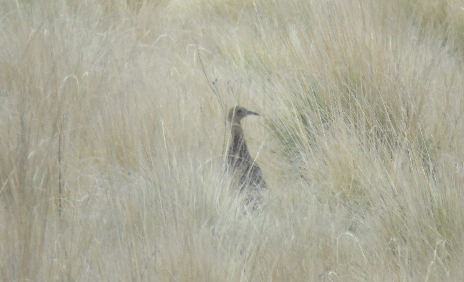 Huayco Tinamou (Rhynchotus maculicollis), photo 3