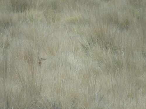 Huayco Tinamou (Rhynchotus maculicollis), photo 4