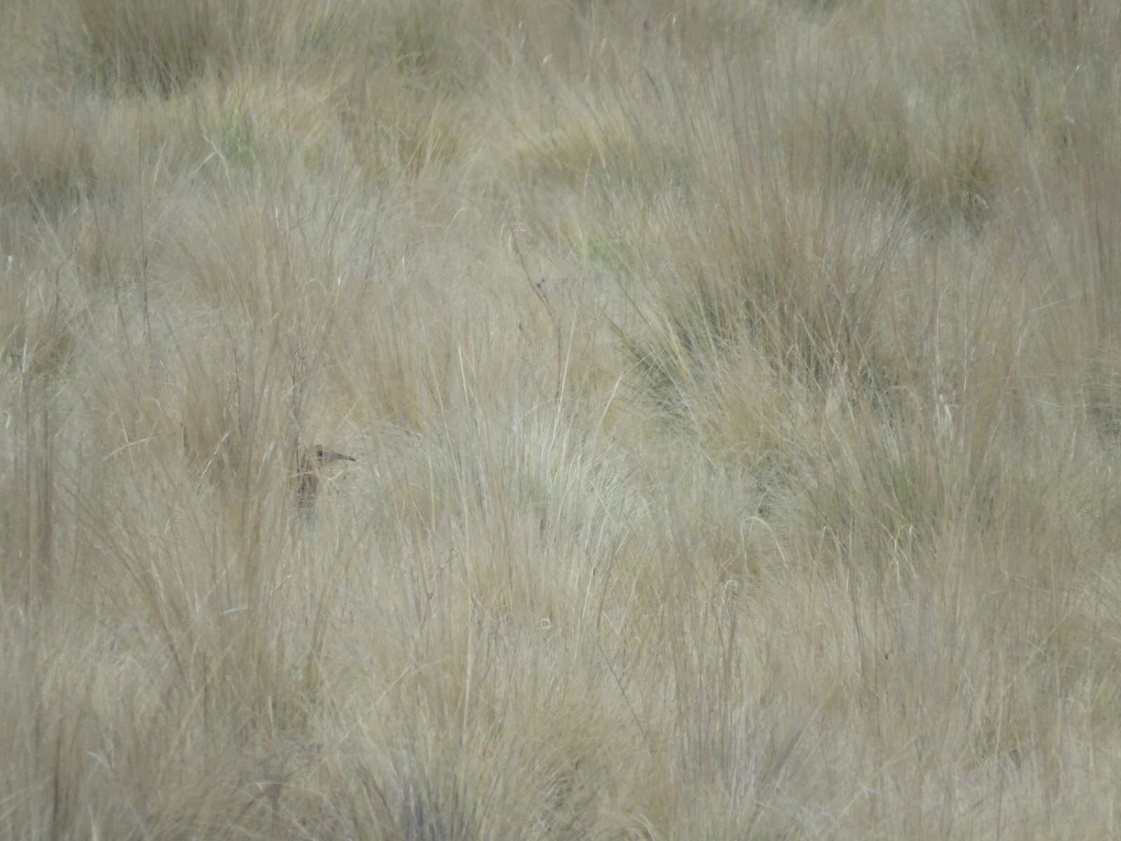Huayco Tinamou (Rhynchotus maculicollis), photo 4