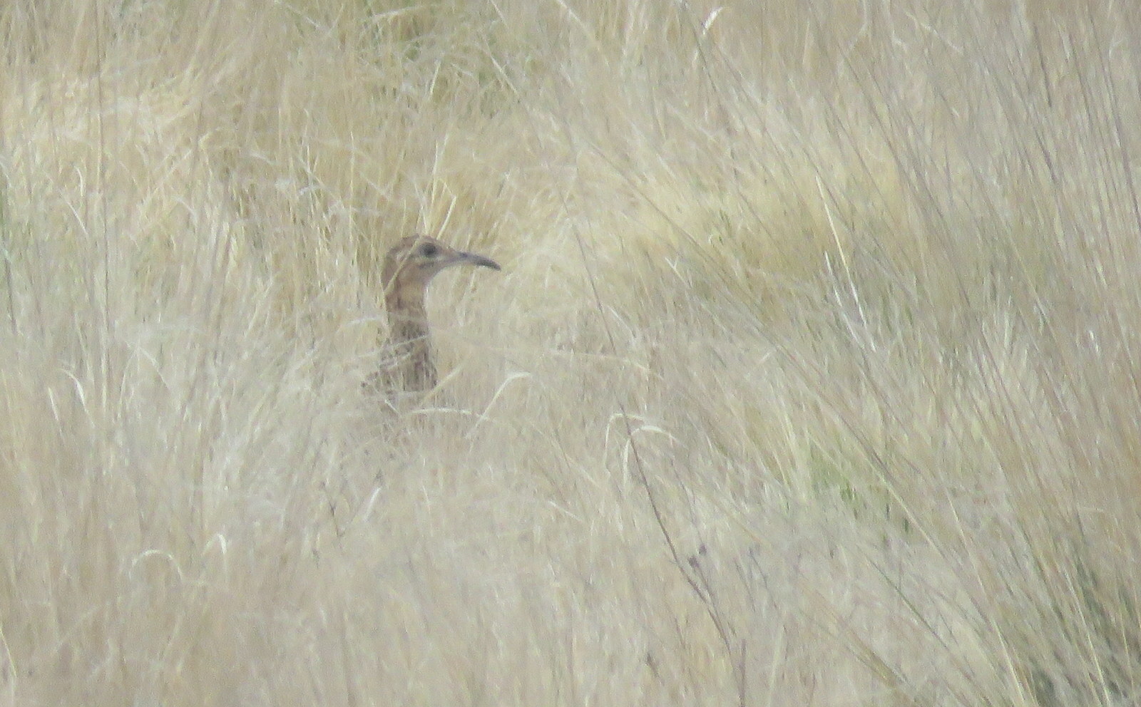 Huayco Tinamou (Rhynchotus maculicollis), photo 2