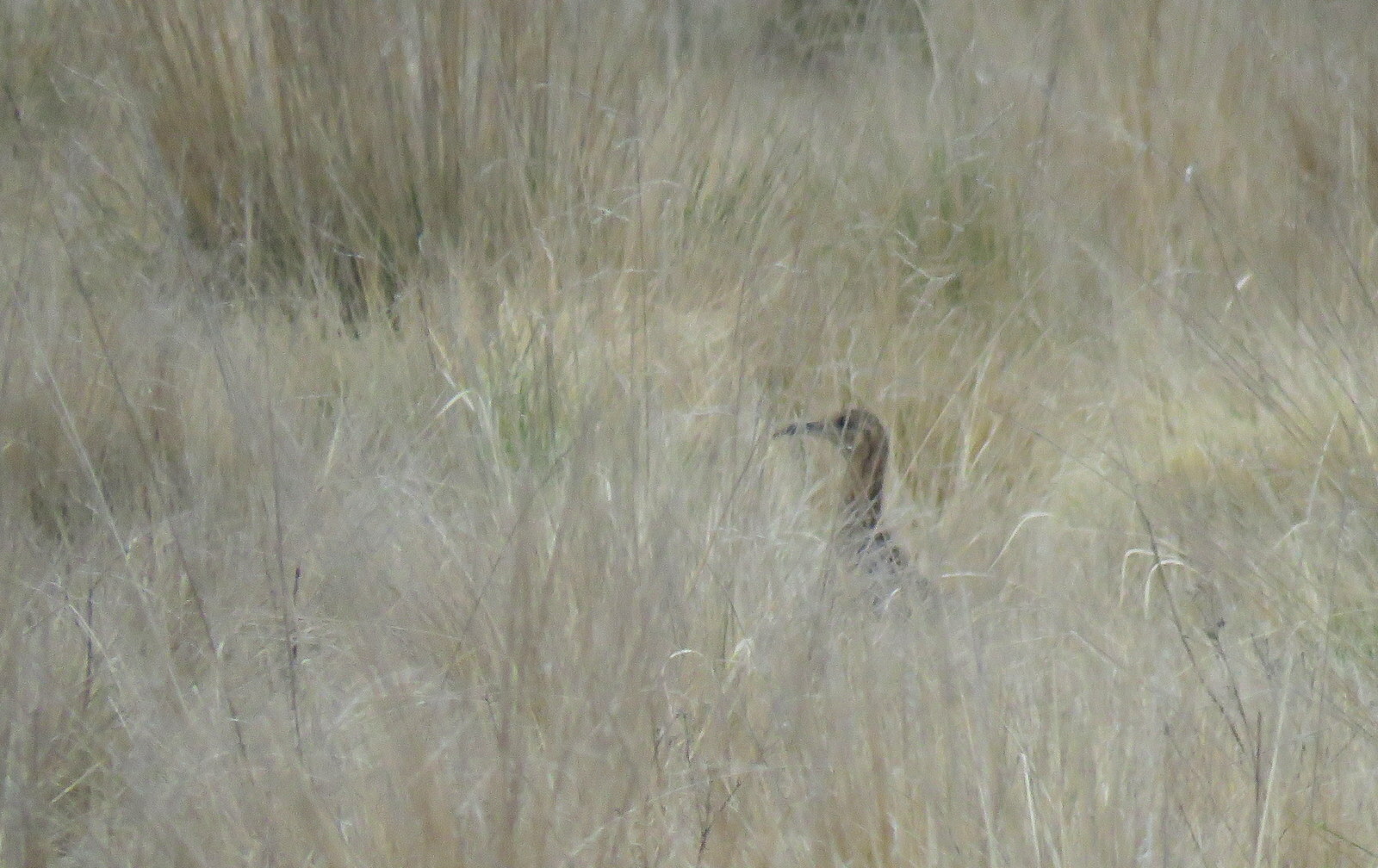 Huayco Tinamou (Rhynchotus maculicollis), photo 5