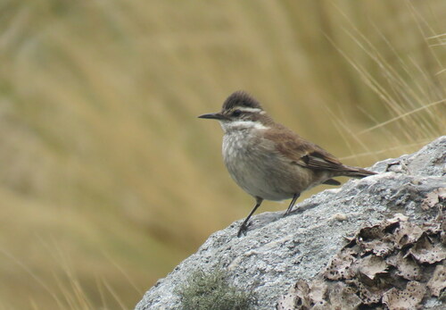 Cream-winged Cinclodes (Cinclodes albiventris), photo 6