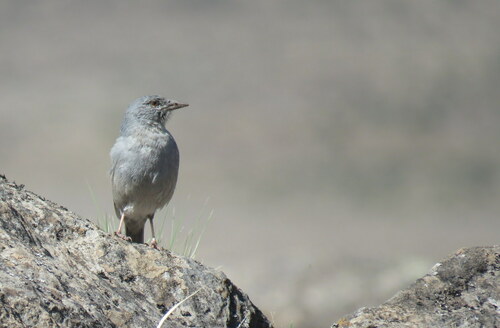 Boulder Finch (Idiopsar brachyurus), photo 10
