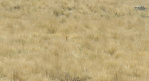 Huayco Tinamou (Rhynchotus maculicollis), photo 6