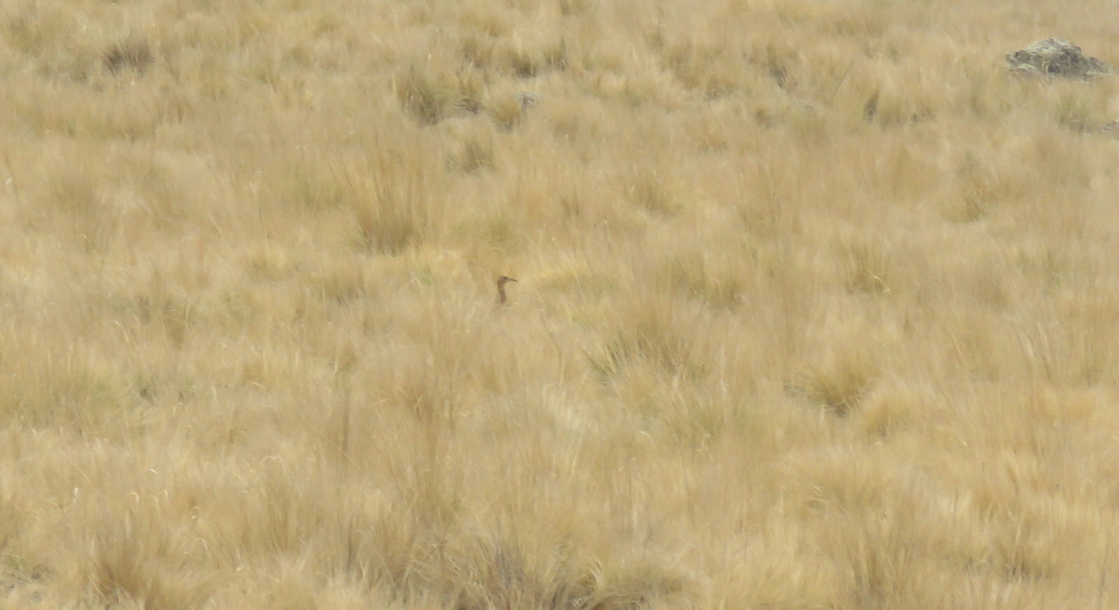 Huayco Tinamou (Rhynchotus maculicollis), photo 6