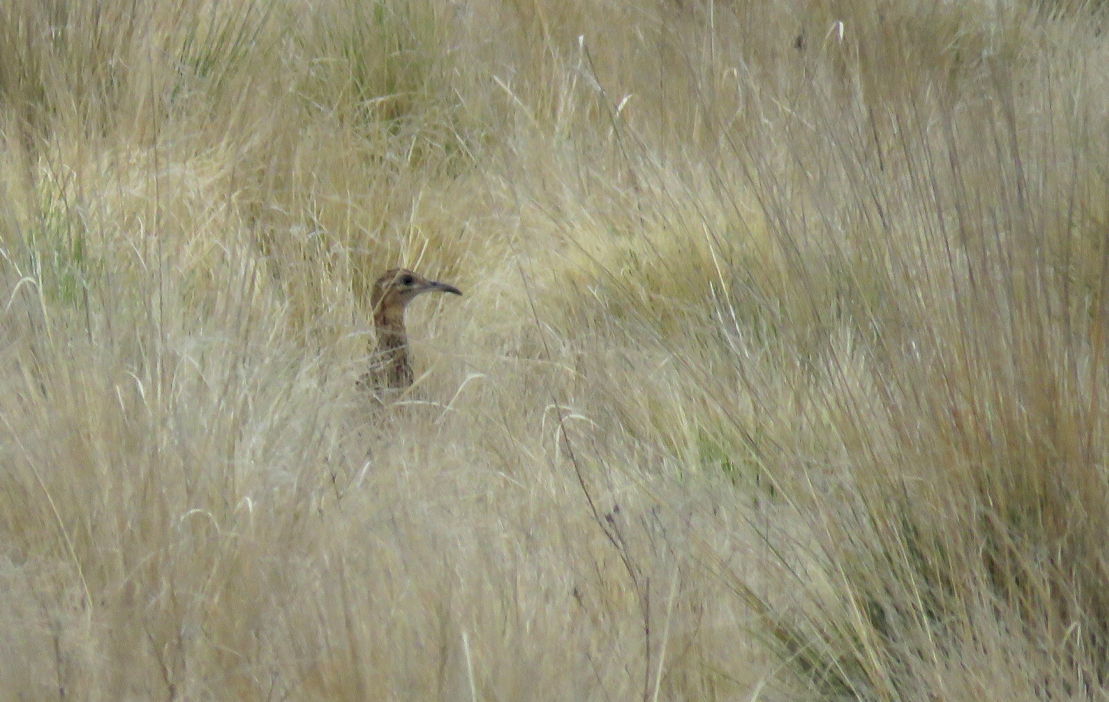 Huayco Tinamou (Rhynchotus maculicollis), photo 7