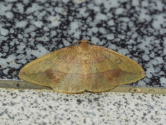Heterolocha