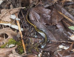 Ambystoma macrodactylum macrodactylum