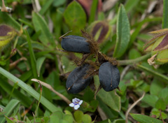 Crotalaria chinensis