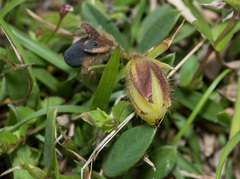Crotalaria chinensis
