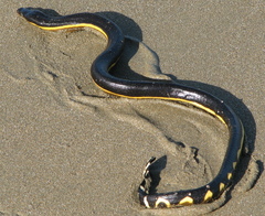 Pelagic Sea Snake photo 2