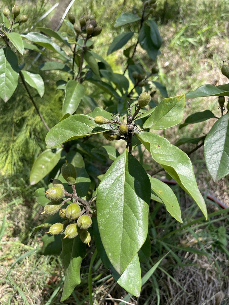 Rough-fruited Pittosporum from Reserve Rd, Freemans Reach, NSW, AU on ...