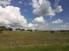 Rumex bucephalophorus