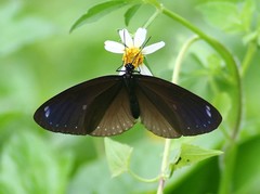 Euploea tulliolus ledereri
