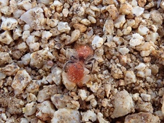 Sphaeropthalma unicolor