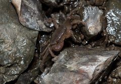 Geothelphusa ferruginea