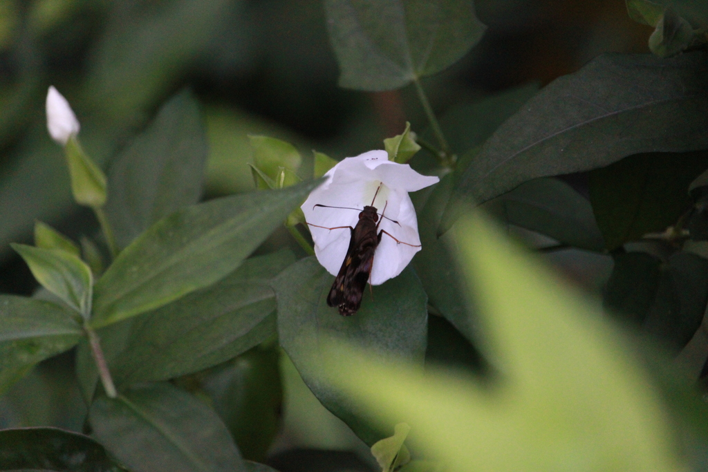 Butterflies from Cayey, 00736, Puerto Rico on December 5, 2023 at 05:34 ...