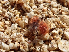 Sphaeropthalma unicolor