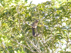 Busuanga Squirrel photo 2