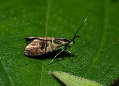 Saptha divitiosa